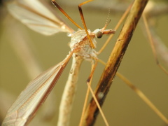 Tipula