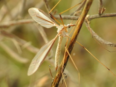 Tipula