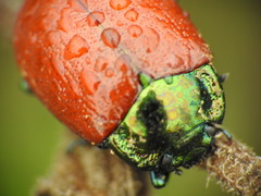 Chrysolina polita