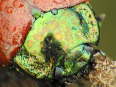 Chrysolina polita