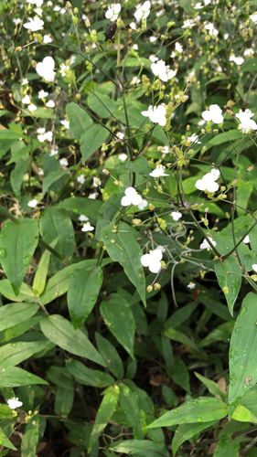Dotted bridalveil (Gibasis pellucida)
