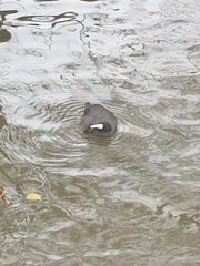 Fulica atra