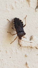 Anasa scorbutica