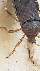 Anasa scorbutica