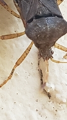 Anasa scorbutica