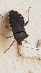 Anasa scorbutica