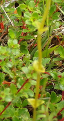 Sebaea hymenosepala