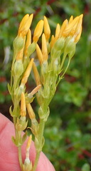 Sebaea hymenosepala