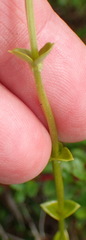 Sebaea hymenosepala