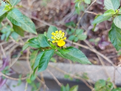 Lantana