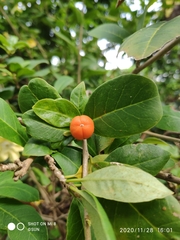 Brunfelsia americana