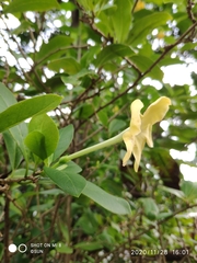 Brunfelsia americana