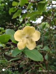 Brunfelsia americana