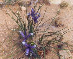 Iris tenuifolia