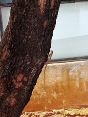 Calotes versicolor