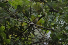 Acrocephalus dumetorum