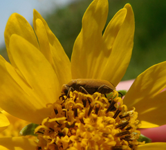 Epicauta ferruginea