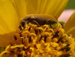 Epicauta ferruginea