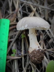 Leucoagaricus carneifolius
