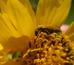 Epicauta ferruginea