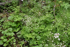Micranthes nelsoniana aestivalis