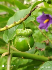 Solanum wrightii