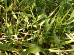 Hymenachne amplexicaulis