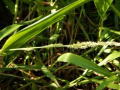 Hymenachne amplexicaulis