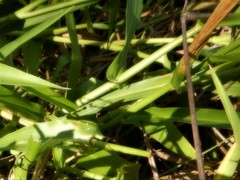 Hymenachne amplexicaulis