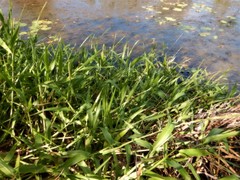 Hymenachne amplexicaulis