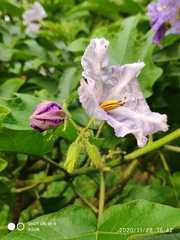 Solanum wrightii