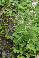 Micranthes nelsoniana aestivalis