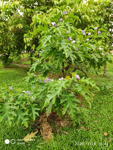 blue potato tree