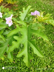 Solanum wrightii