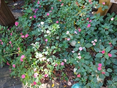 Impatiens walleriana