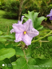 Solanum wrightii
