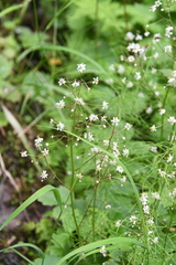Micranthes nelsoniana aestivalis