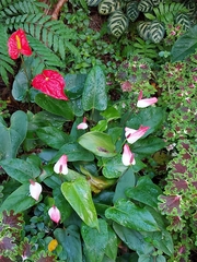 Anthurium andraeanum