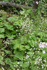 Micranthes nelsoniana aestivalis