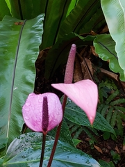Anthurium andraeanum