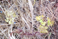 Angelica gmelinii