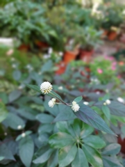 Alternanthera bettzickiana