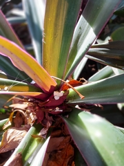 Tradescantia spathacea