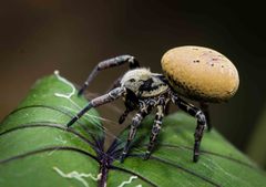 Stegodyphus tibialis