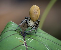 Stegodyphus tibialis