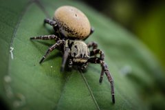 Stegodyphus tibialis