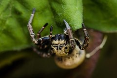 Stegodyphus tibialis