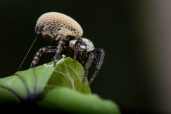 Stegodyphus tibialis