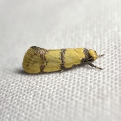 Psaroxantha basilica