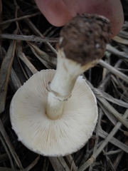 Leucoagaricus carneifolius
